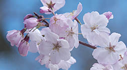 Cherry Blossoms